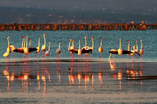 Deltahouse - Poble Nou Del Delta Ebre