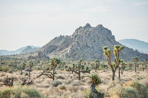 Hotel Autocamp Joshua Tree