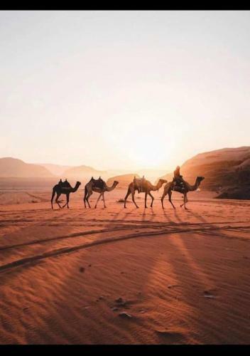 Wadi Rum Watch The Stars