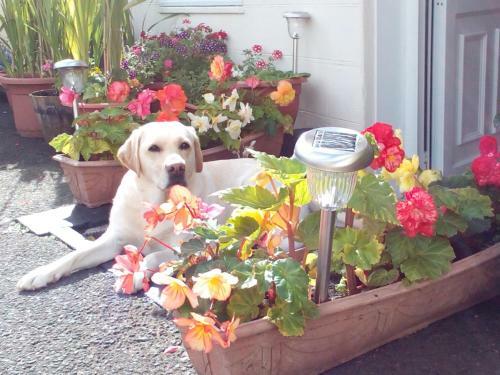 Broomfield House Bed And Breakfast