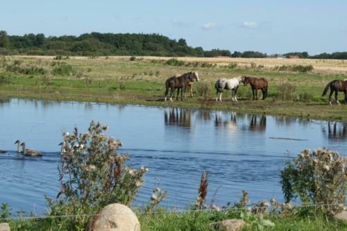 Hyggeligt Ved Ejerslev Havn