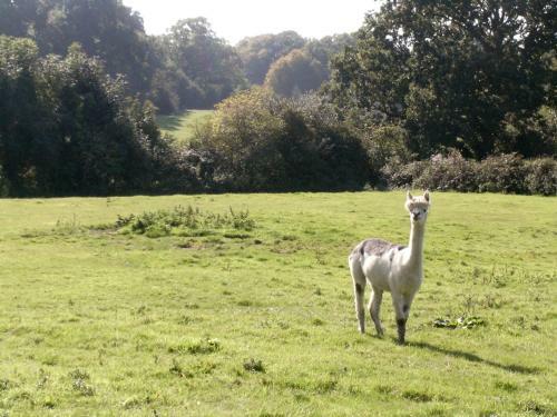 Alpaca Cottage