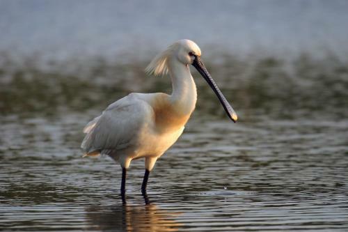 Hotel Urdaibai Bird Center