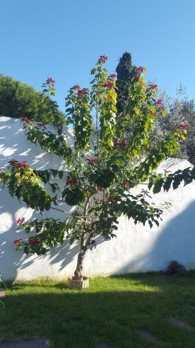 Agroturismo Casa Baro
