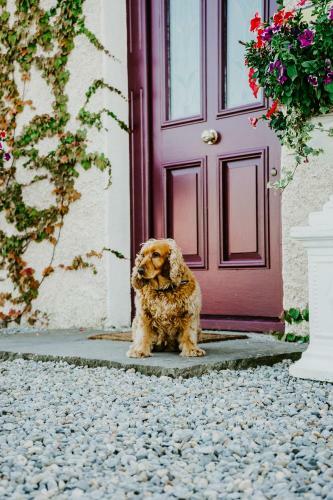 Bed & Breakfast Abbeyview House