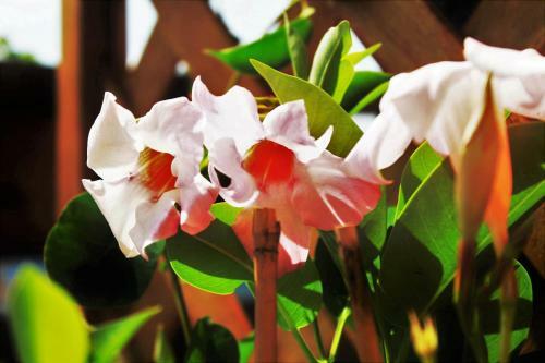 Bed & Breakfast Mansarda Fiorita