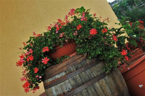 Bed & Breakfast Mansarda Fiorita