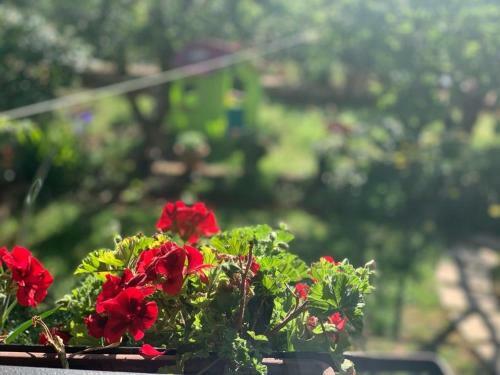 Apartman Dalija