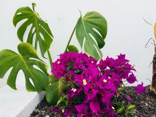 Apartamento The Little White House, Suite Flower Beach 9