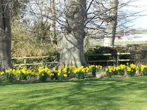 Bed & Breakfast Ty Derw Country House B&amp;b