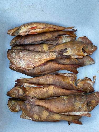 Elamusmajutus Intsu V�rgukuuris