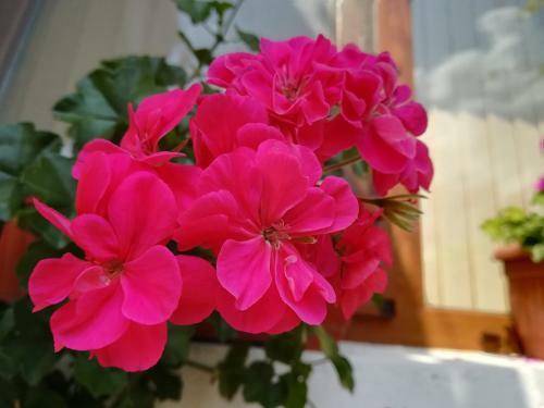 Hostal Guest House Ganovi