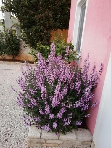 Apartmani Poljanec