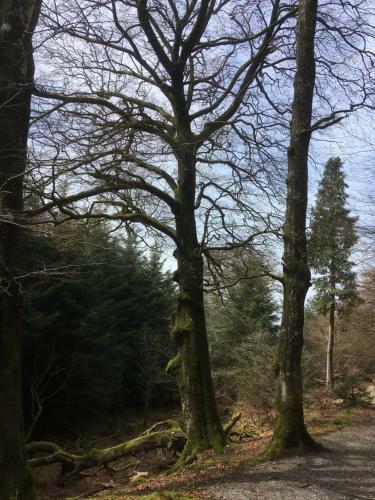 Bed & Breakfast Bryncoed