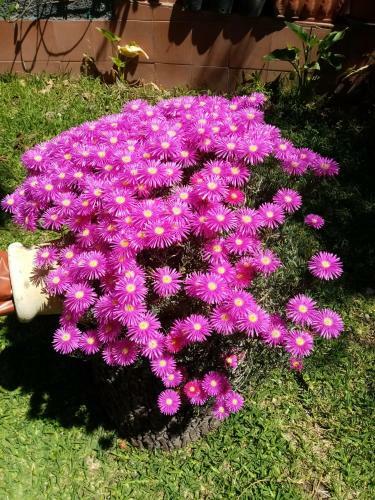 Le Quattro Rose