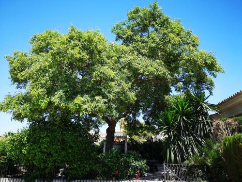 Villa Alicante La Marina Oasis Piscine Priv�