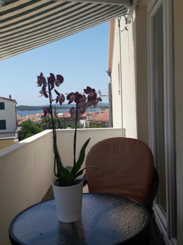 Apartments Dragi?evi?