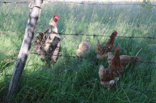 Hostal Organic Family Farm