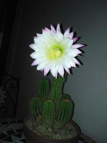 Angolo Fiorito