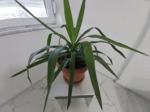 Xxl Apartament City Centar 1