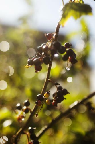 Agroturismo Damb�kgaard Sustainable Farm