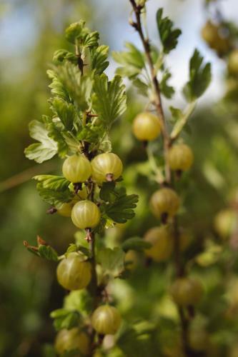 Agroturismo Damb�kgaard Sustainable Farm