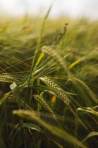 Agroturismo Damb�kgaard Sustainable Farm