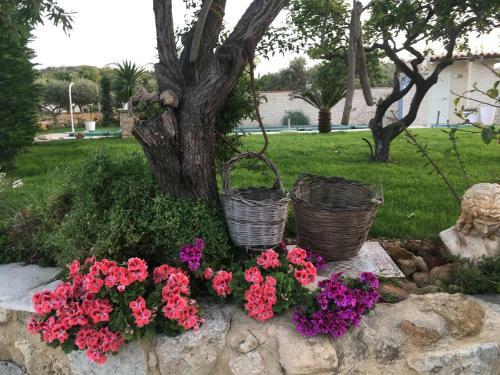 Hostal Relais Dea Degli Ulivi House