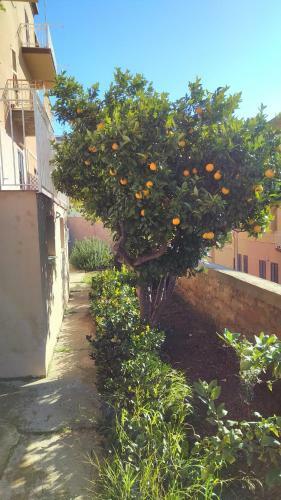 Giardino Della Nonna Bice - Locazioni Turistiche