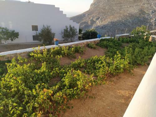 Cycladic Houses In Rural Surrounding