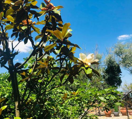 Bella Garden