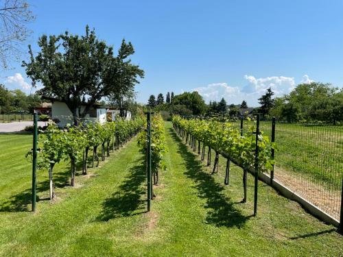 Bed & Breakfast Kukorica Cs�rda Apartman