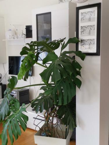 Apartman Fenjer