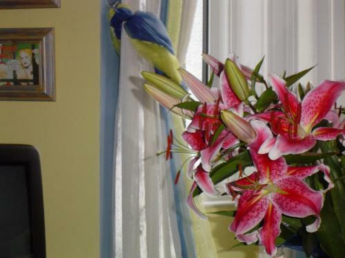 Hostal Blue Palms