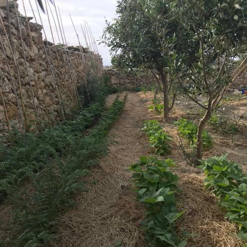 Dar Il-hena Organic B&B