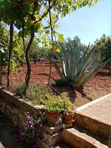 Apartamento Il Trullo E Il Fortino