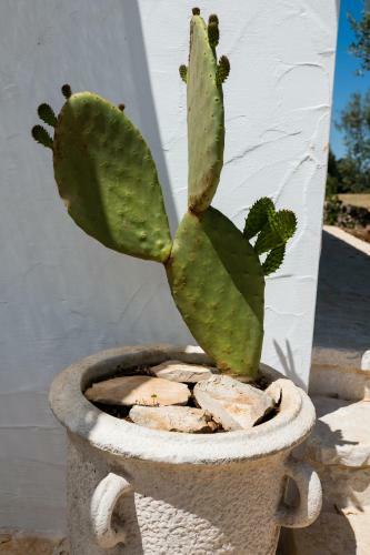 Il Trullo Della Rondinina