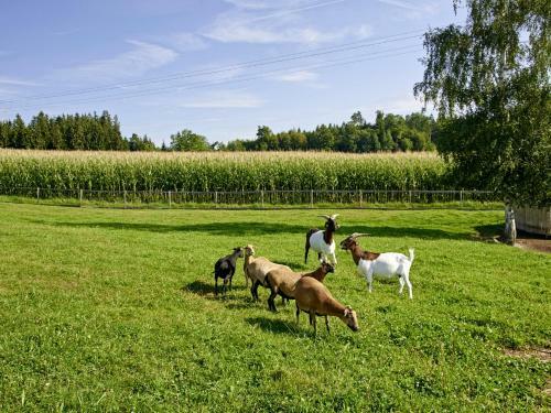 Hostal Ferienhof Dirnberg