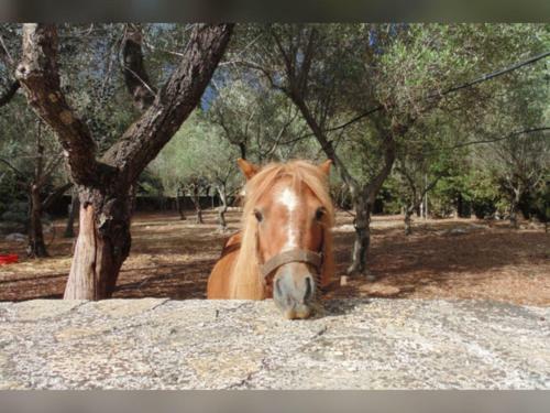 Bed & Breakfast Masseria Isola Verde