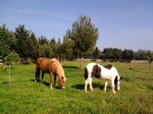 Bed & Breakfast Masseria Isola Verde