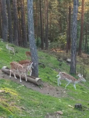 Apartamento Mavrovo Forest