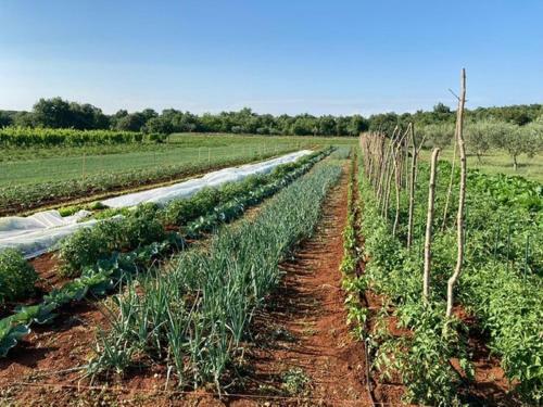 Bed & Breakfast Farmhouse Cubani