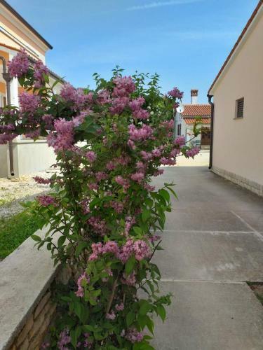 Apartamentos House Ulika