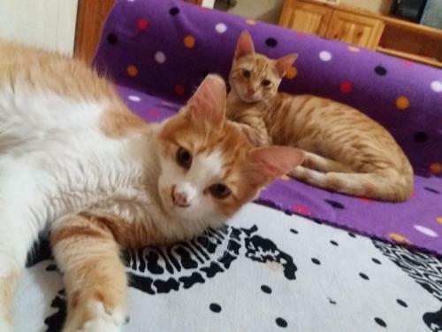 Hostal Furr, Purr & Pool