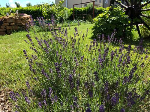 Apartamento Vue Sur "le Potager"