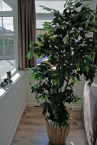 Apartamento Alkmaardeluxe # Netherlands
