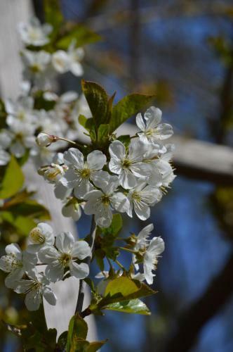 B&B Wood, Food & More