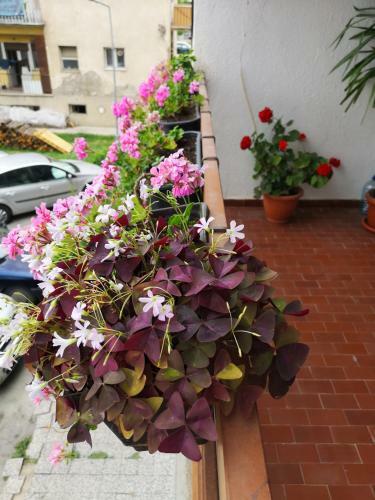 Rodic Apartman Stan Ohrid