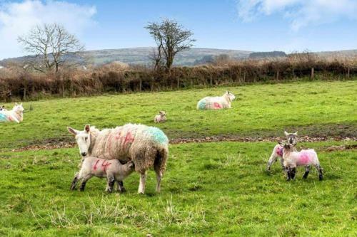 The Lambing Shed