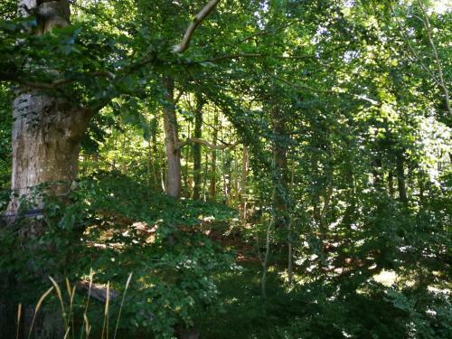 Apartamento Ferienhaus Wandelhaus